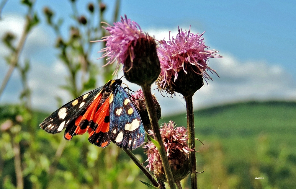 Callimorpha dominula - fémes medvelepke