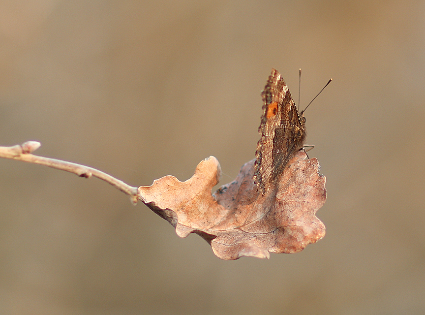 Nymphalis xanthomelas - vörös rókalepke
