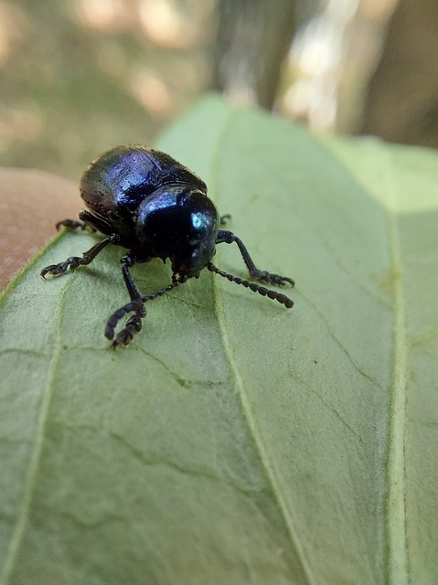 Chrysochus asclepiadeus - tündöklő méreggyiloklevelész