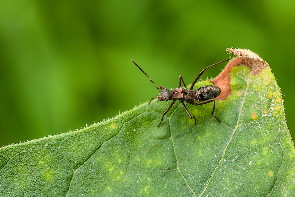 Alydus calcaratus - szőrös tövispoloska