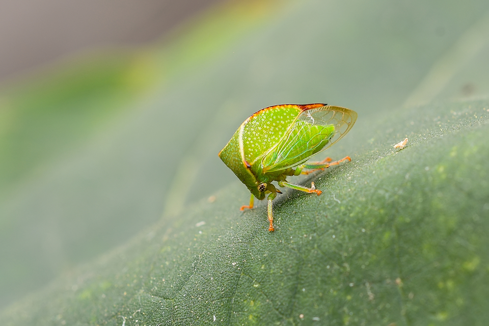 Stictocephala bisonia - bivalykabóca