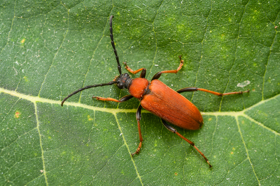 Stictoleptura rubra - vörös virágcincér