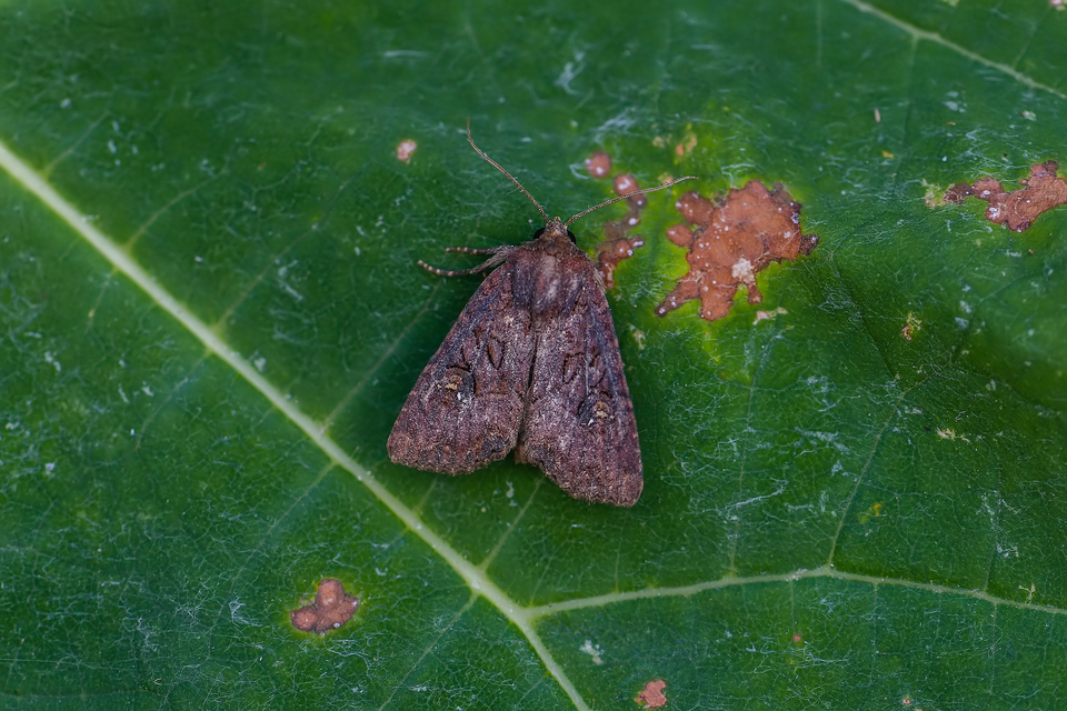 Mesapamea secalella/secalis