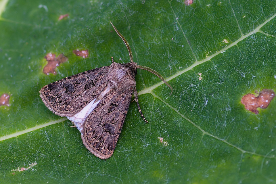 Agrotis bigramma - kétjegyű földibagoly