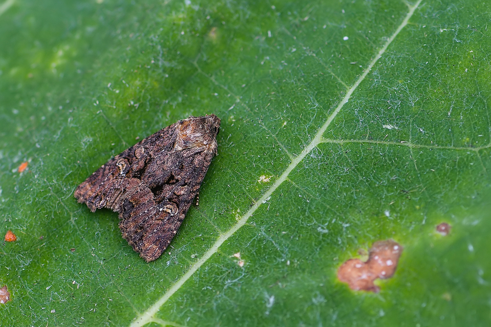 Mesapamea secalella/secalis