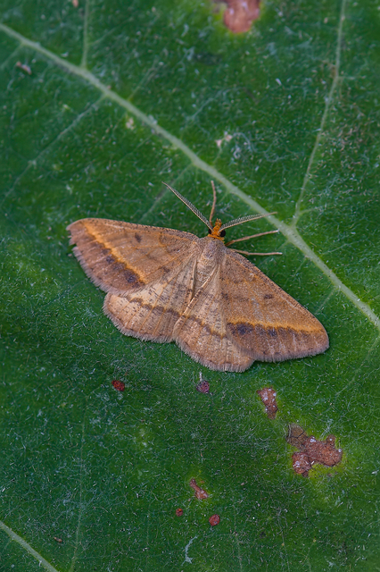 Tephrina arenacearia - lucerna-araszoló
