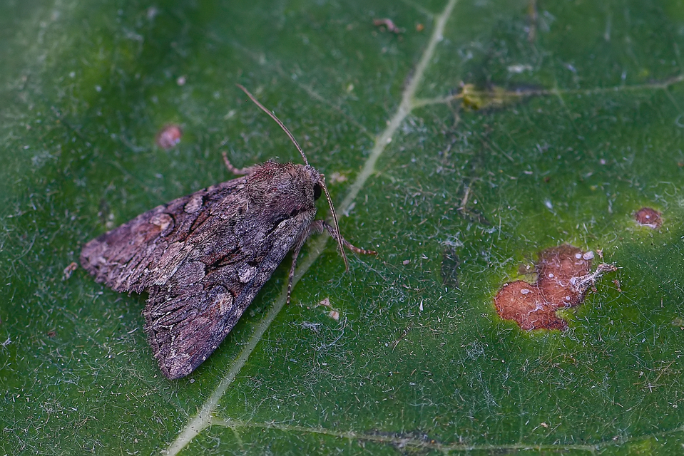 Lacanobia thalassina - borbolya-kertibagoly