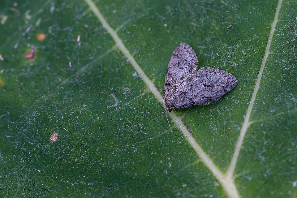 Tephronia sepiaria/Eumannia lepraria