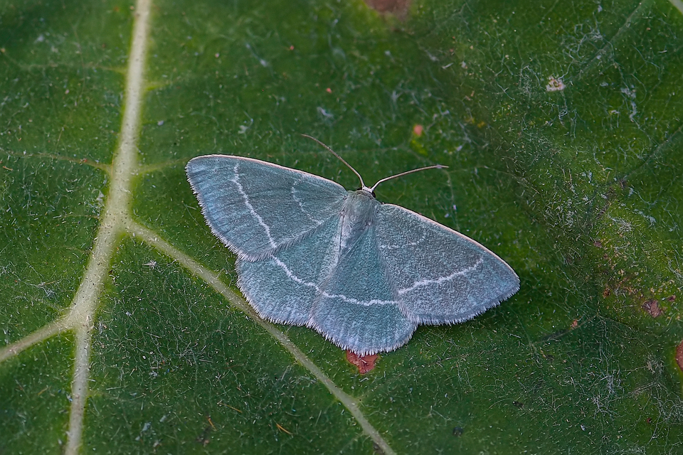 Chlorissa viridata - üdezöld araszoló