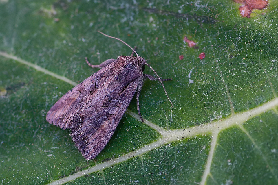 Lacanobia suasa - tarka kertibagoly