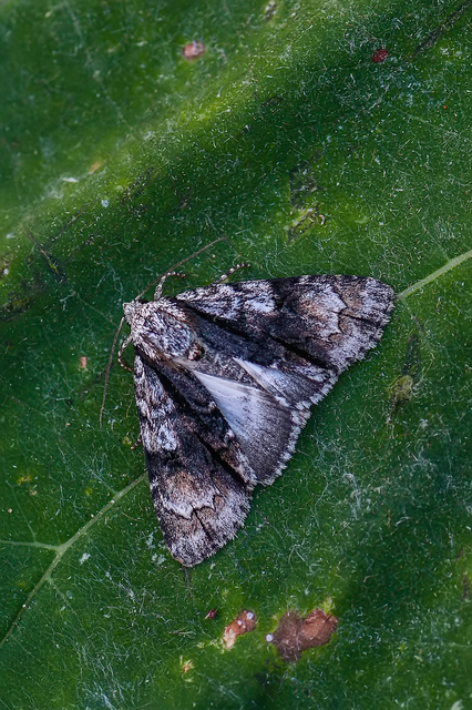 Acronicta alni - éger-szigonyosbagoly
