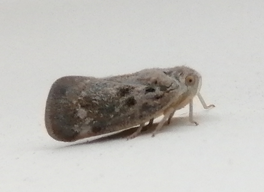 Metcalfa pruinosa - amerikai lepkekabóca