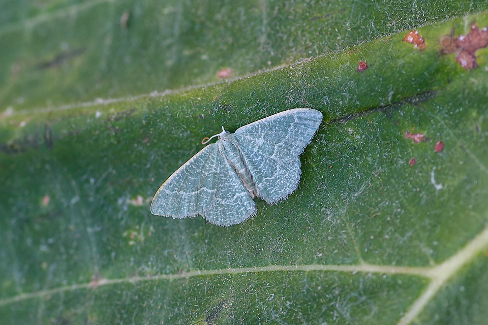 Phaiogramma etruscaria - fehérpettyes zöldaraszoló