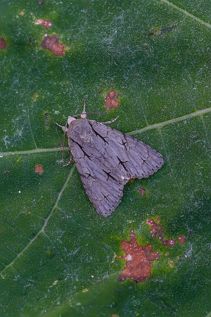 Acronicta cuspis/tridens/psi