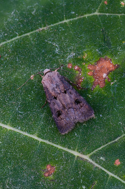 Agrotis exclamationis - felkiáltójeles földibagoly