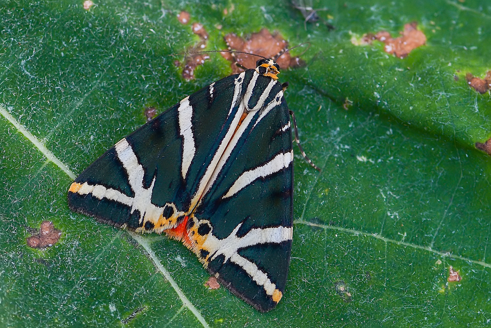 Euplagia quadripunctaria - csíkos medvelepke