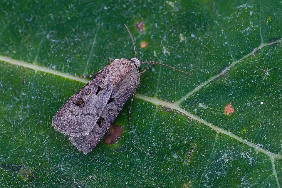 Agrotis exclamationis - felkiáltójeles földibagoly