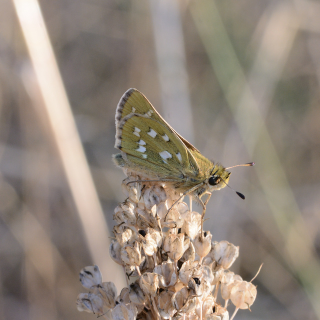 Hesperia comma - vesszős busalepke