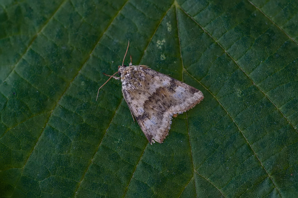 Heliothis viriplaca - mácsonyabagoly