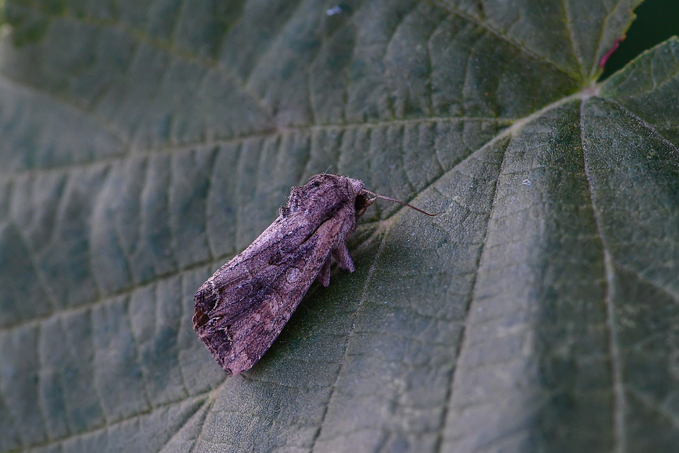Lacanobia suasa - tarka kertibagoly