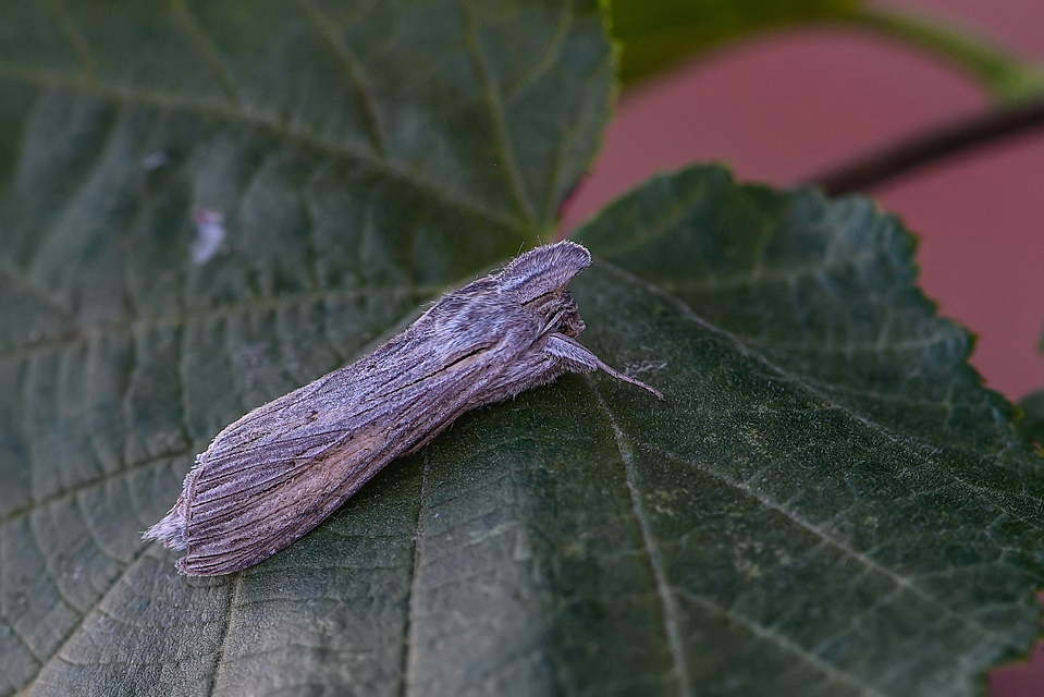 Cucullia umbratica - közönséges csuklyásbagoly