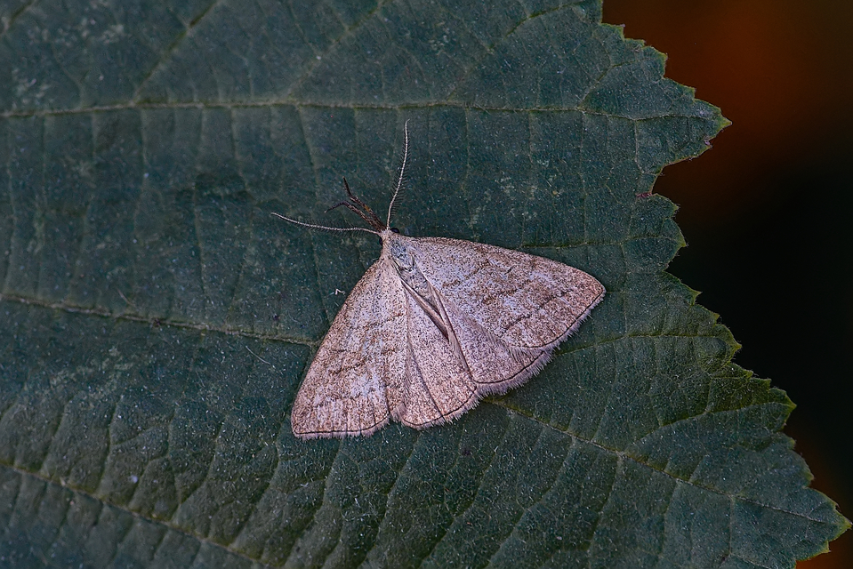 Polypogon tentacularia - sötétaljú karcsúbagoly