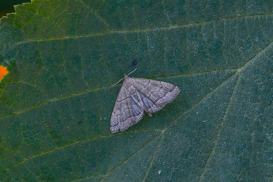 Herminia tarsicrinalis - szőröslábú karcsúbagoly