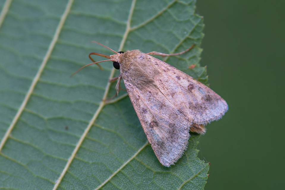 Helicoverpa armigera - kukorica-veteménybagoly