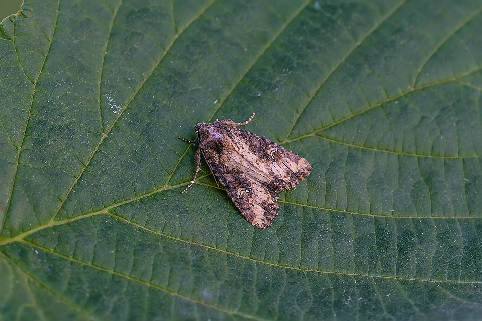 Mesapamea secalella/secalis