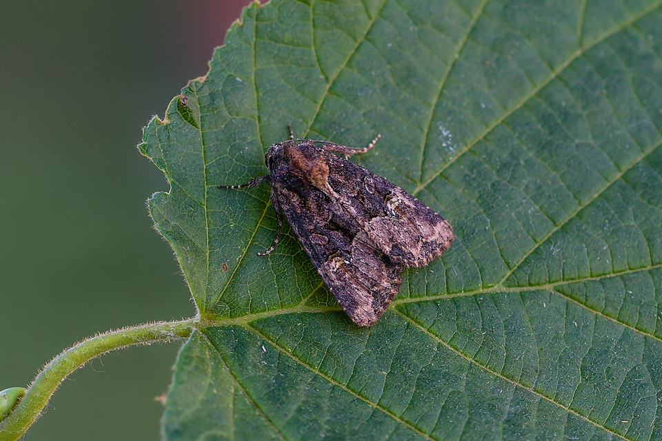 Mesapamea secalella/secalis