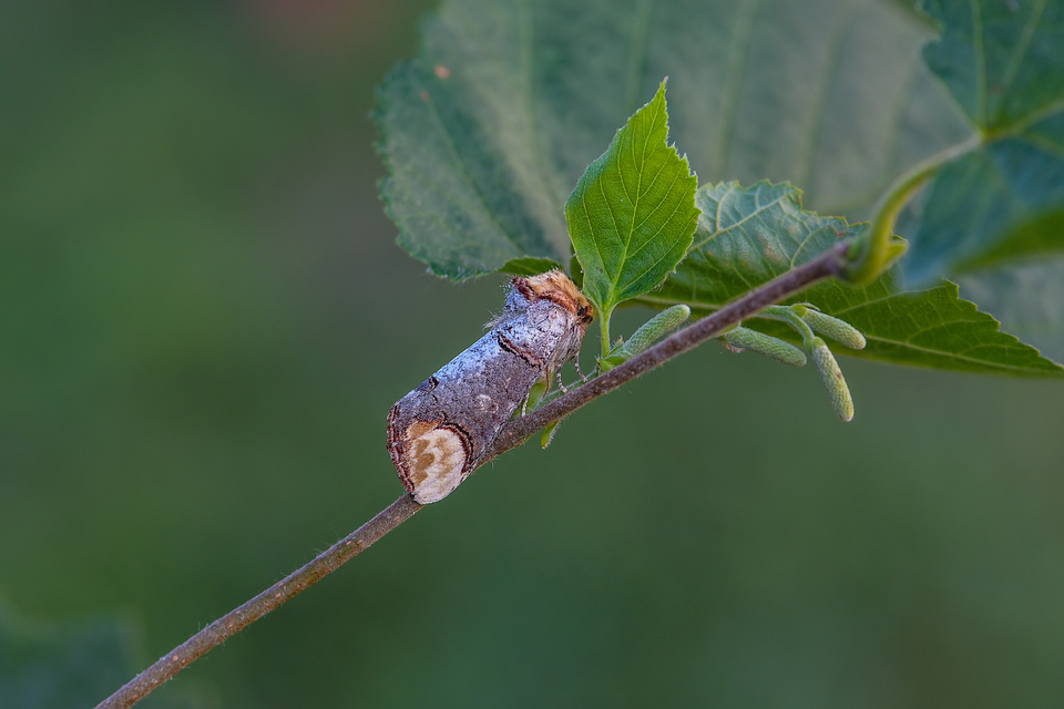 Phalera bucephala - sárgafoltos púposszövő