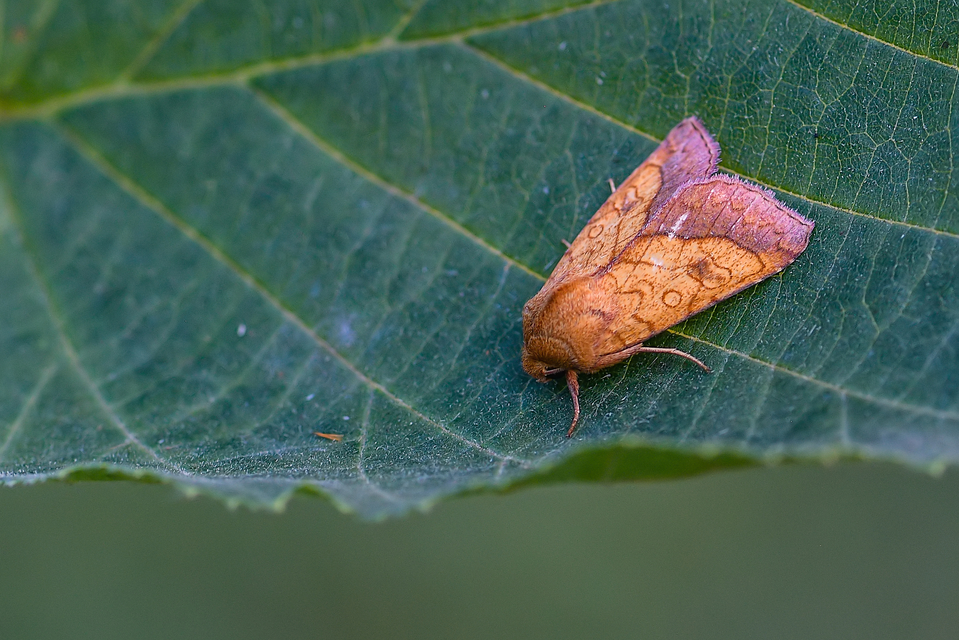 Pyrrhia umbra - iglicebagoly