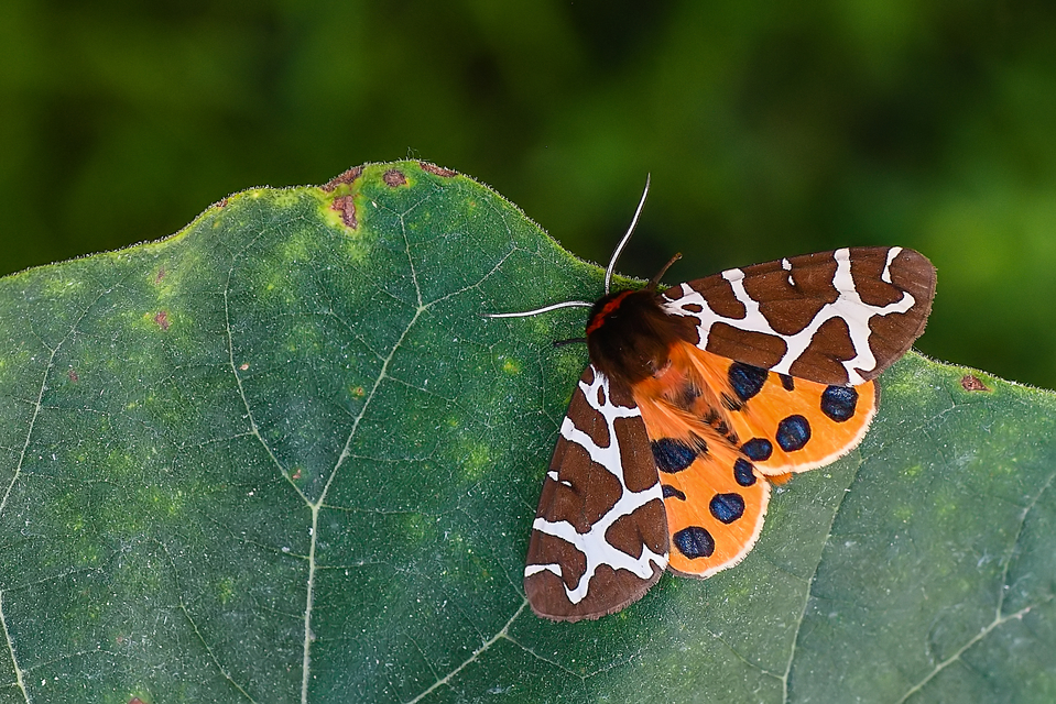 Arctia caja - közönséges medvelepke