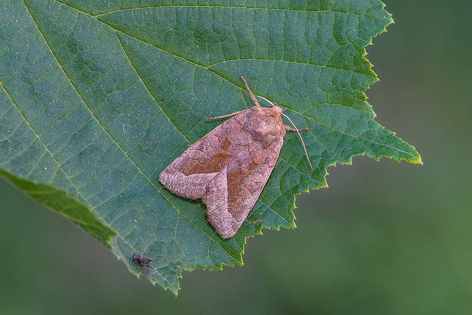 Hydraecia micacea - csillogó acsalapubagoly