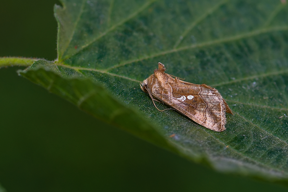Chrysodeixis chalcites - déli aranybagoly