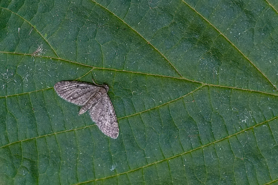 Eupithecia