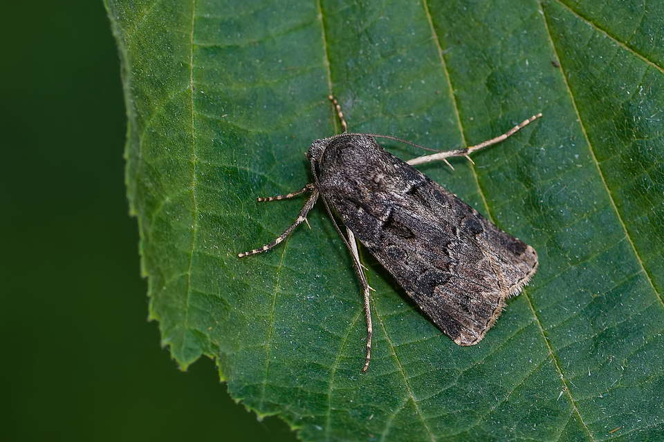 Agrotis bigramma - kétjegyű földibagoly
