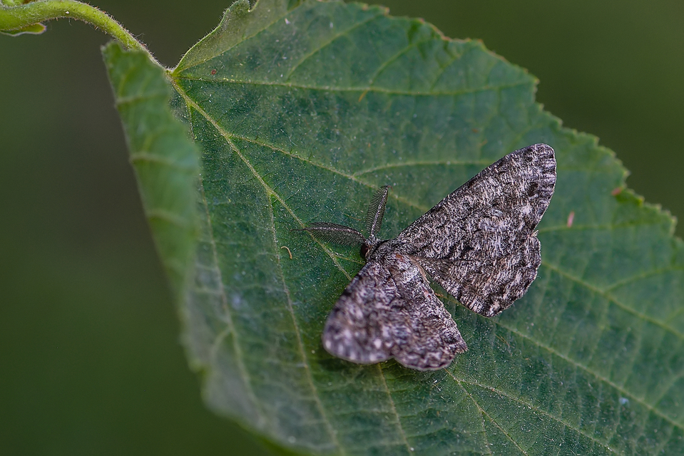 Hypomecis roboraria - nagy tölgyfaaraszoló