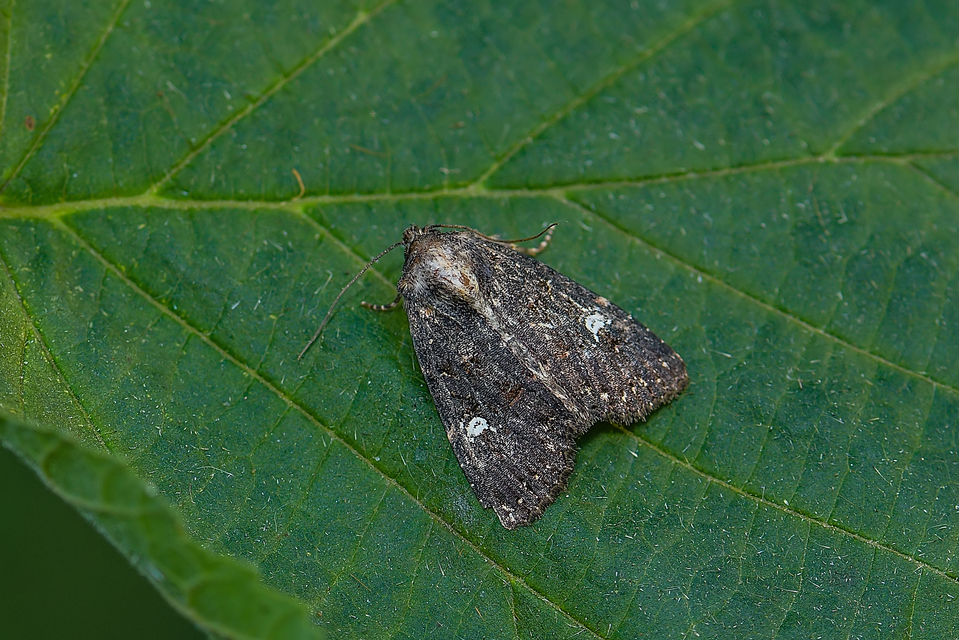 Mesapamea secalella/secalis