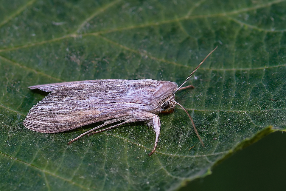 Cucullia umbratica - közönséges csuklyásbagoly