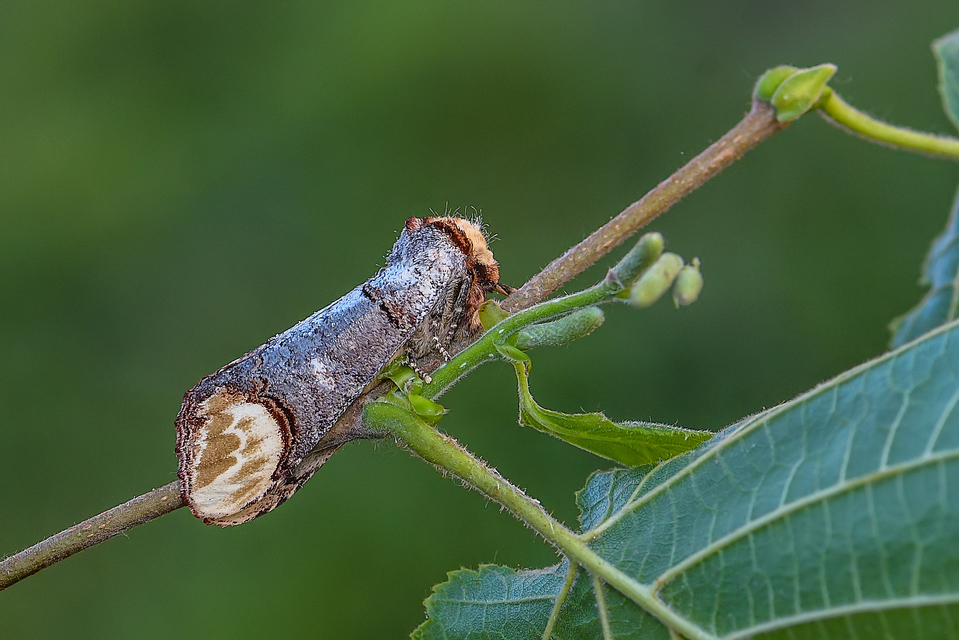 Phalera bucephala - sárgafoltos púposszövő