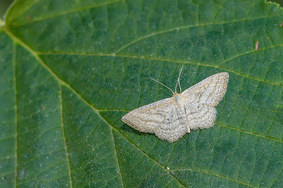 Scopula virgulata - vesszős sávosaraszoló