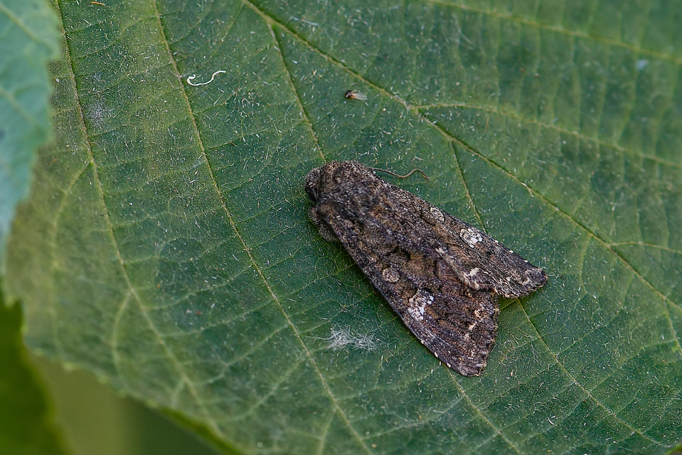 Mamestra brassicae - káposztabagoly