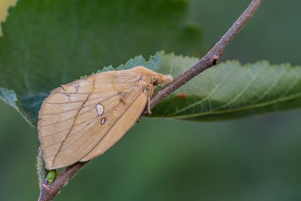 Euthrix potatoria - szomjas pohók