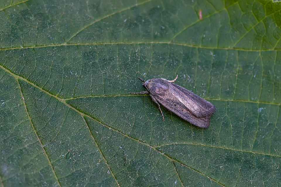 Amphipyra tragopoginis - bakszakállbagoly