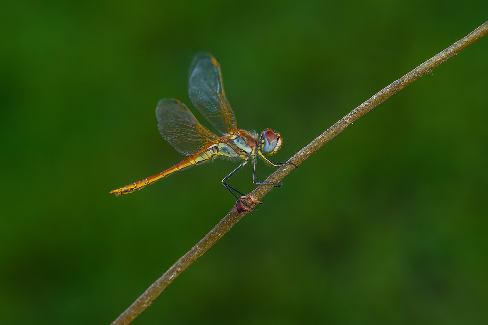 Sympetrum fonscolombii - vándor katona-szitakötő