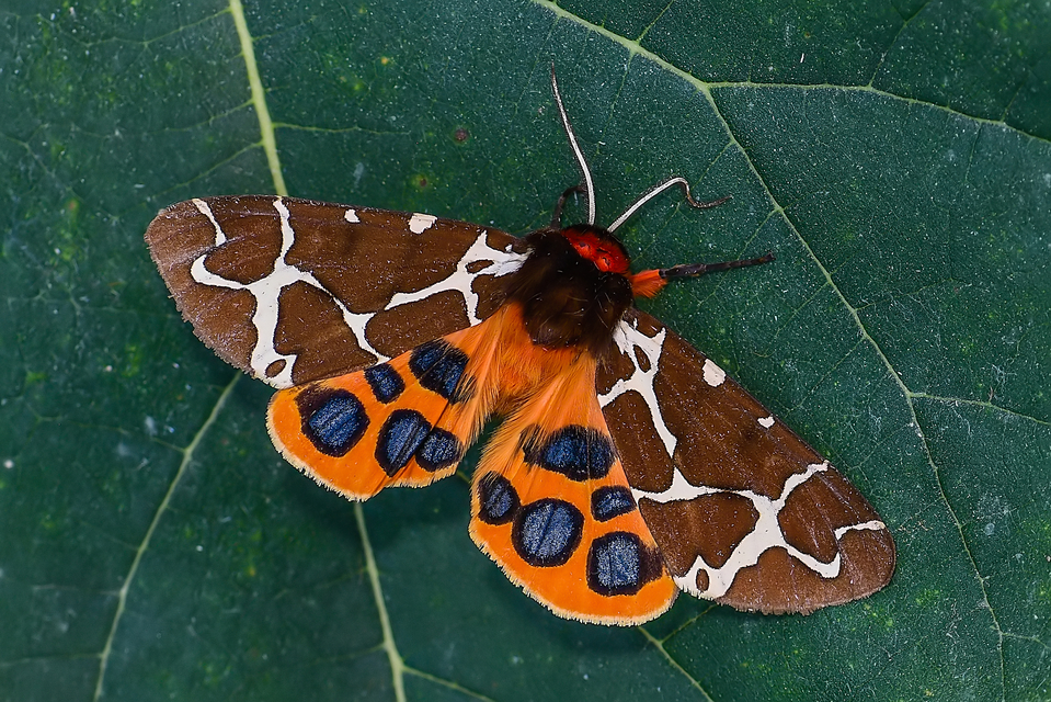 Arctia caja - közönséges medvelepke