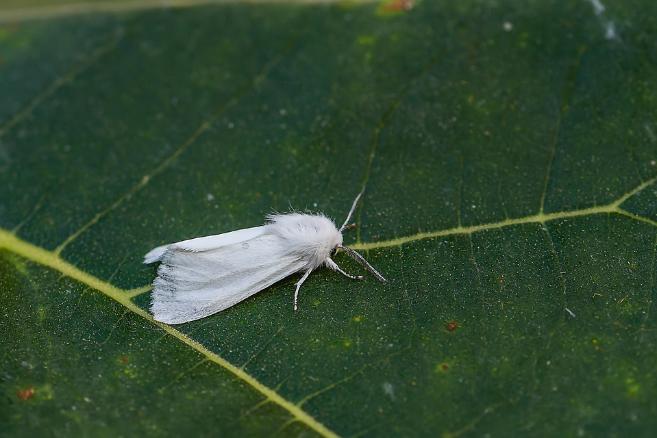 Hyphantria cunea - amerikai fehér medvelepke