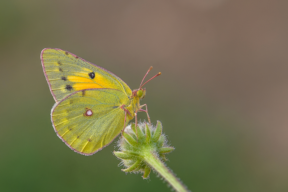 Colias chrysotheme - dolomit-kéneslepke
