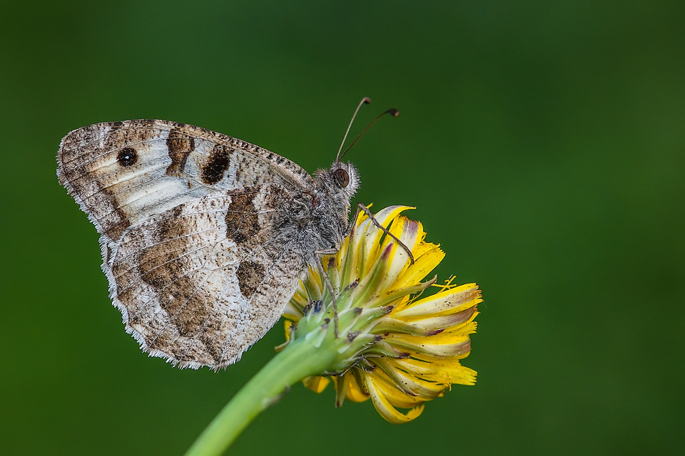 Chazara briseis - tarka szemeslepke
